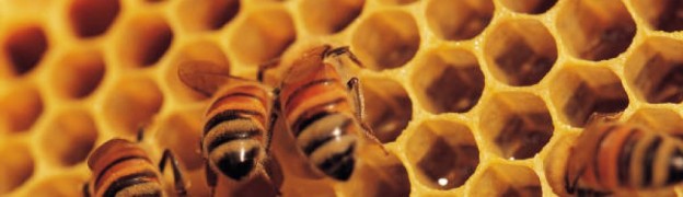 Bee Keeping Workshop – Working with open hives May 29th
