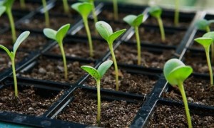 Alys-Fowler-Seedlings-007